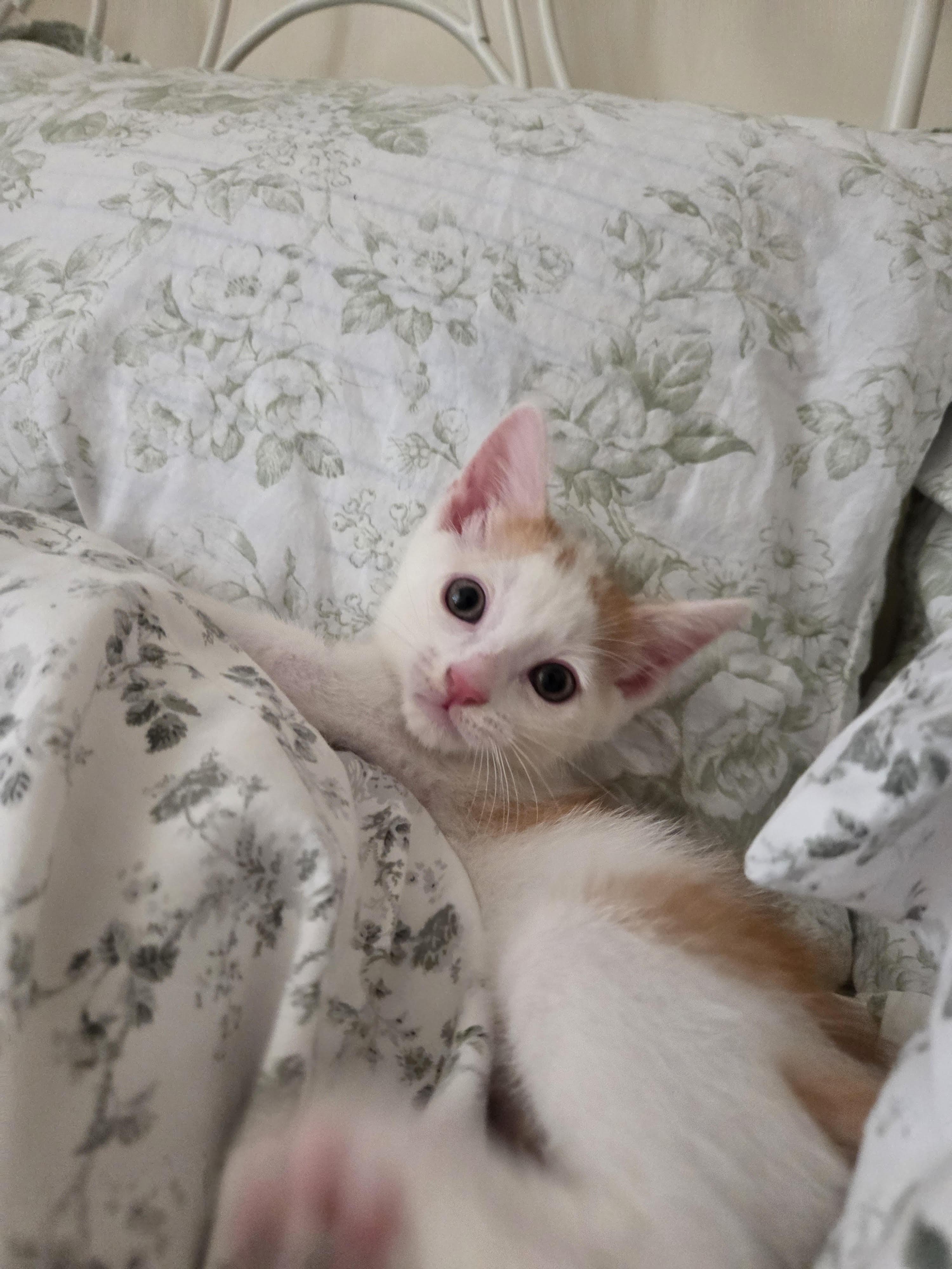 Scruffles