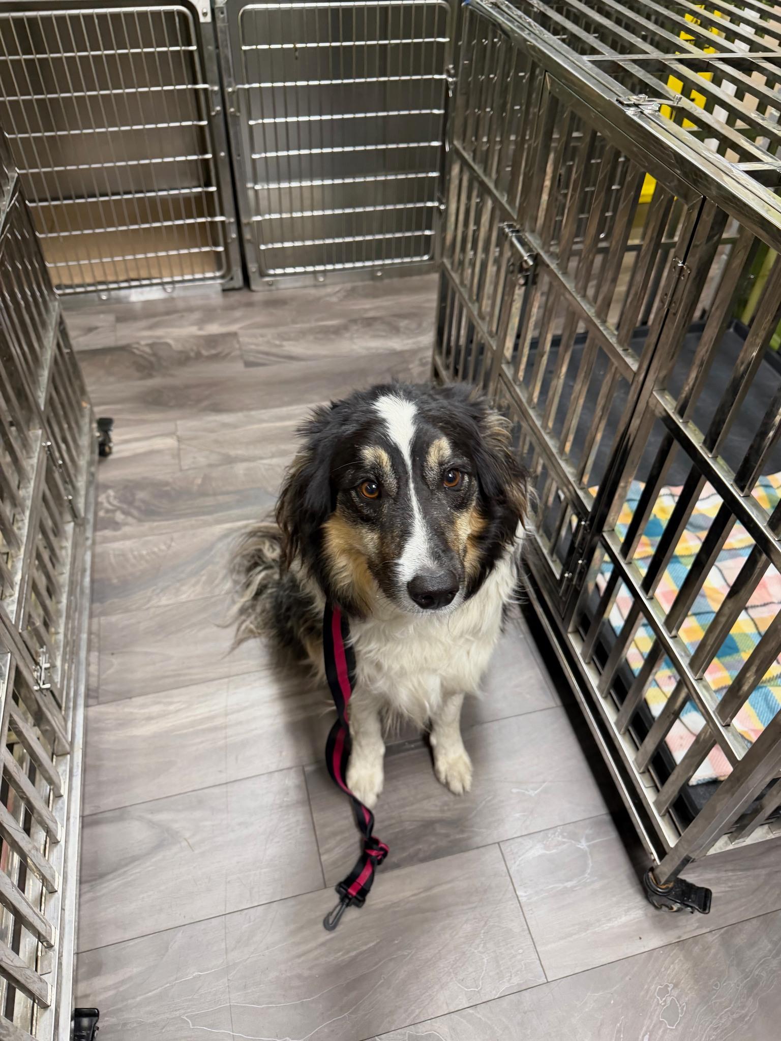 Enlarge Tony(aka Rocky), a ADOPTABLE Australian Shepherd in Trenton, NJ image 1/1