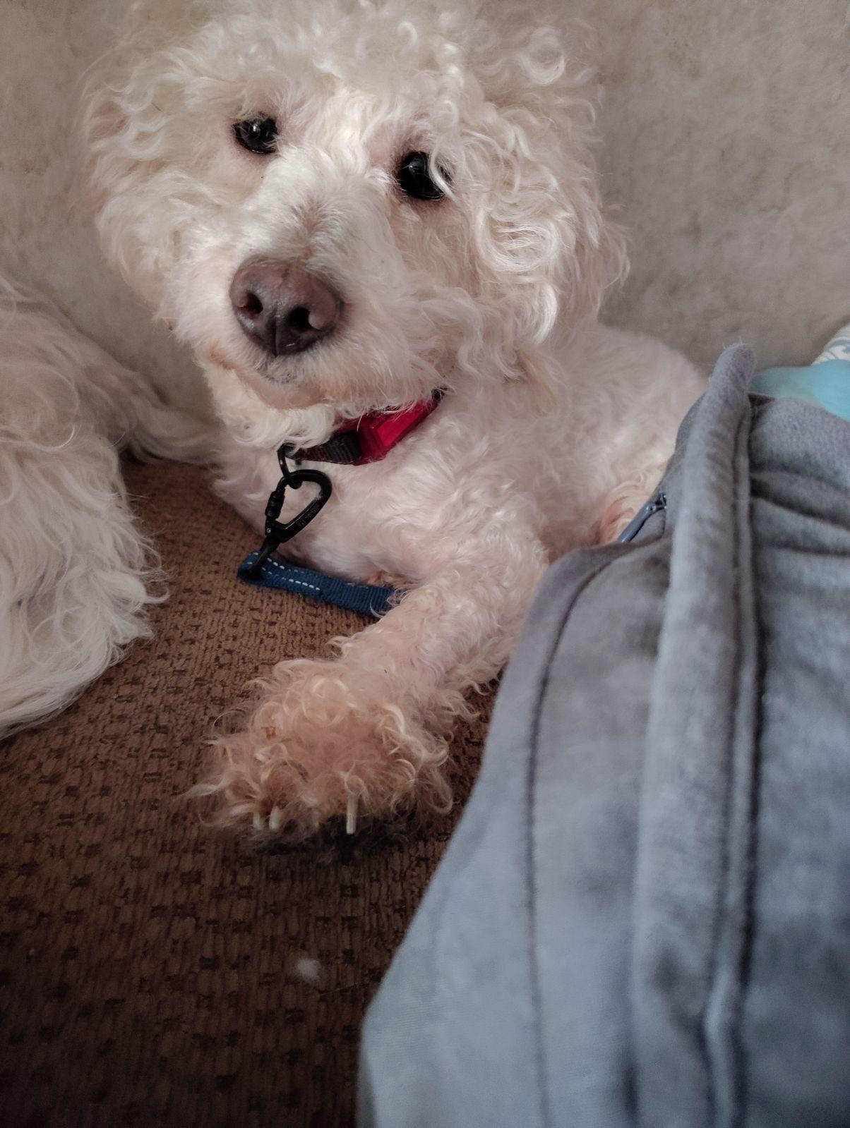 Jasper, Adoptable, Adult Male Poodle.
