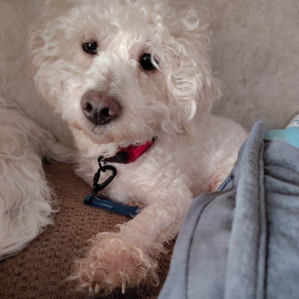 Enlarge Jasper, a Adoptable mixed breed in Murrieta, CA image 1/1