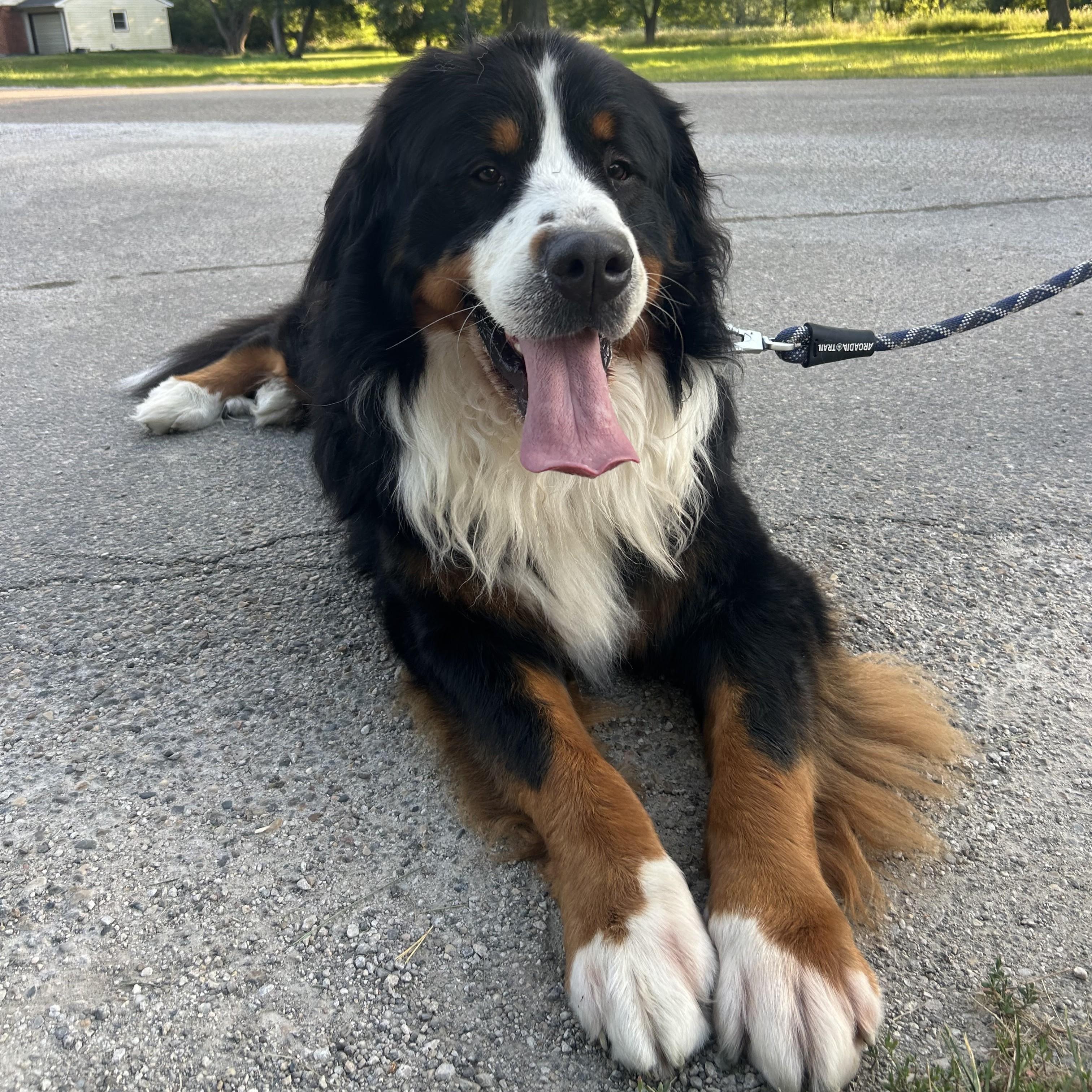 Enlarge Moostifer, an adopted Bernese Mountain Dog in Normal, IL image 5/6