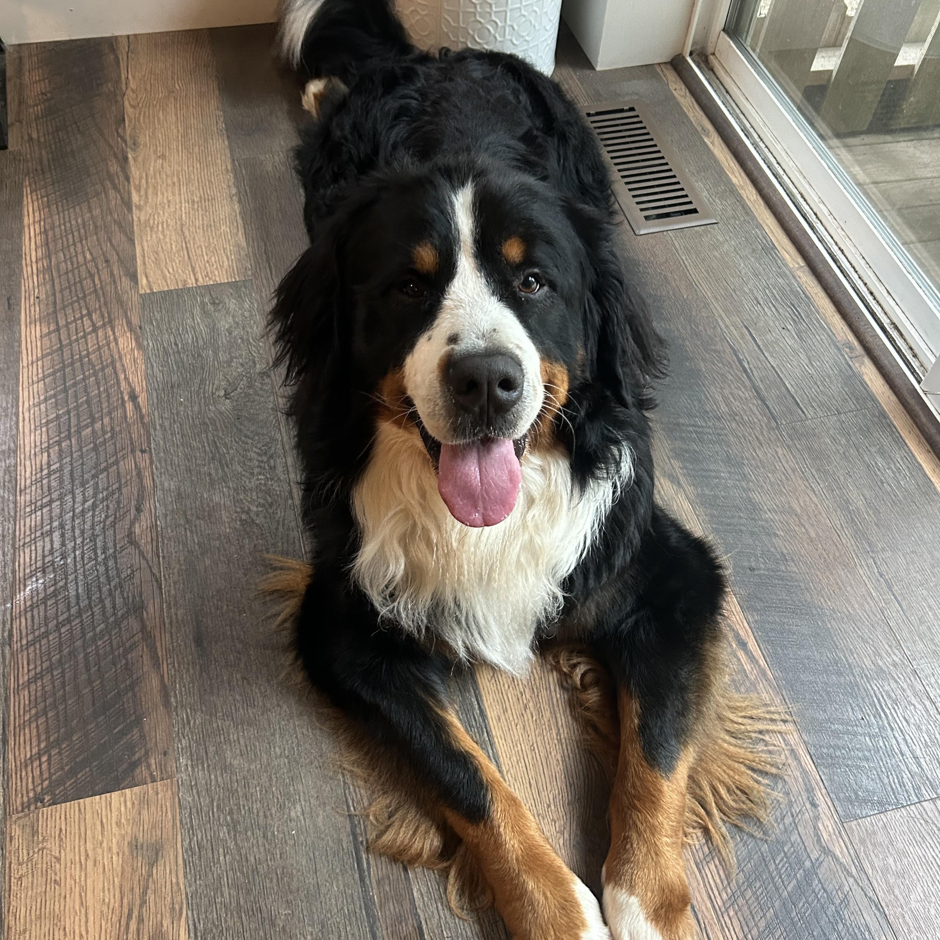 Enlarge Moostifer, an adopted Bernese Mountain Dog in Normal, IL image 2/6