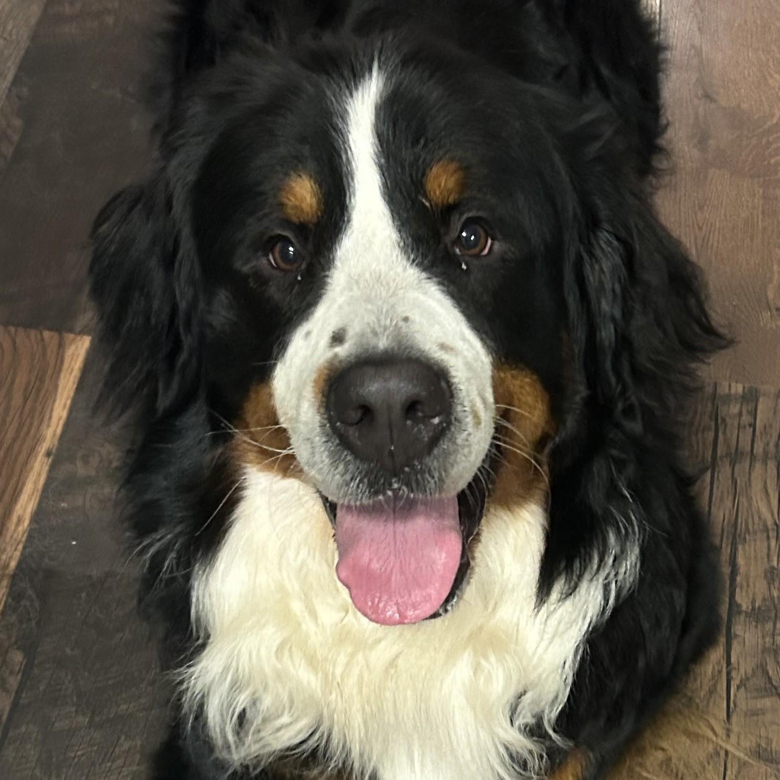Moostifer, adopted, Adult Male Bernese Mountain Dog.