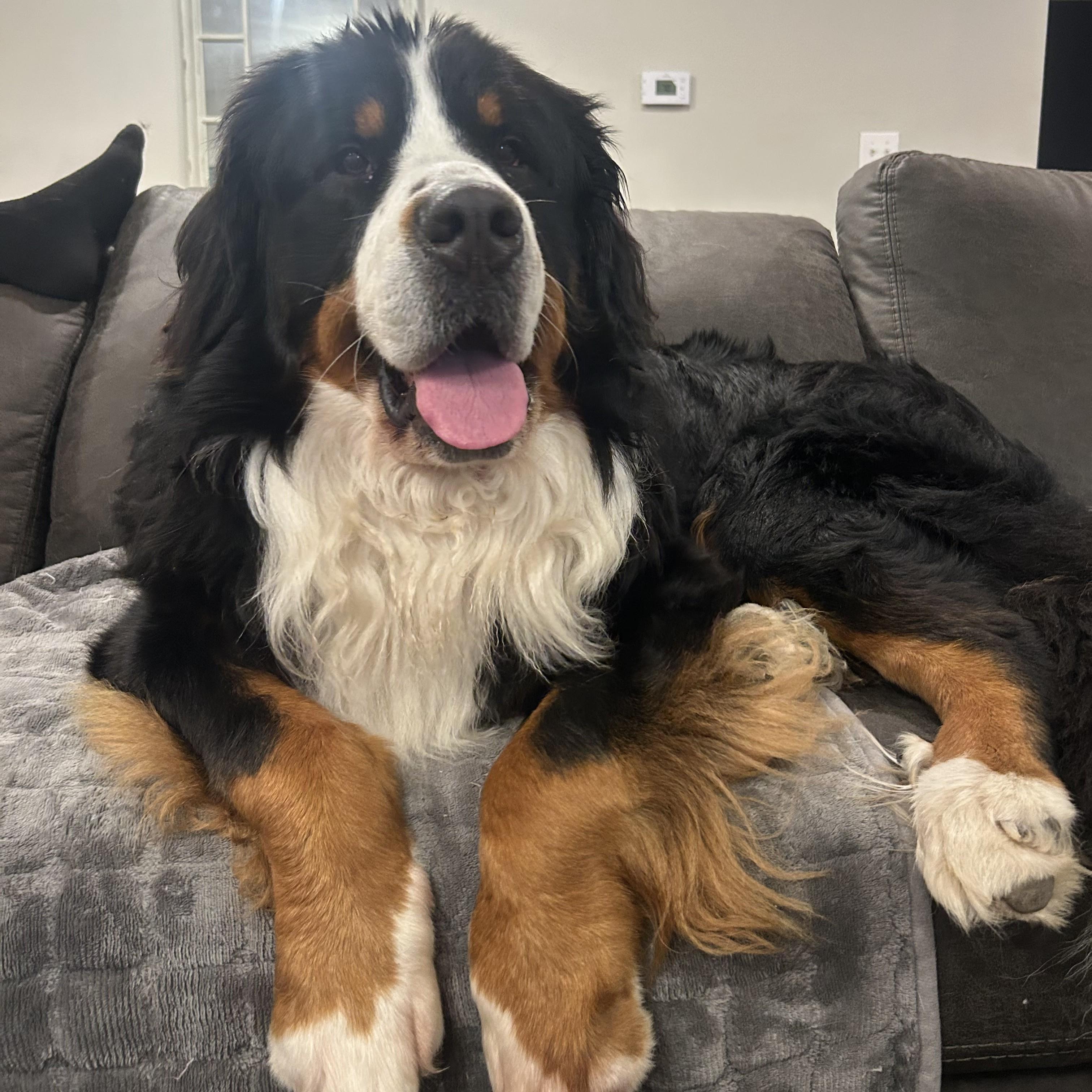 Enlarge Moostifer, an adopted Bernese Mountain Dog in Normal, IL image 3/6