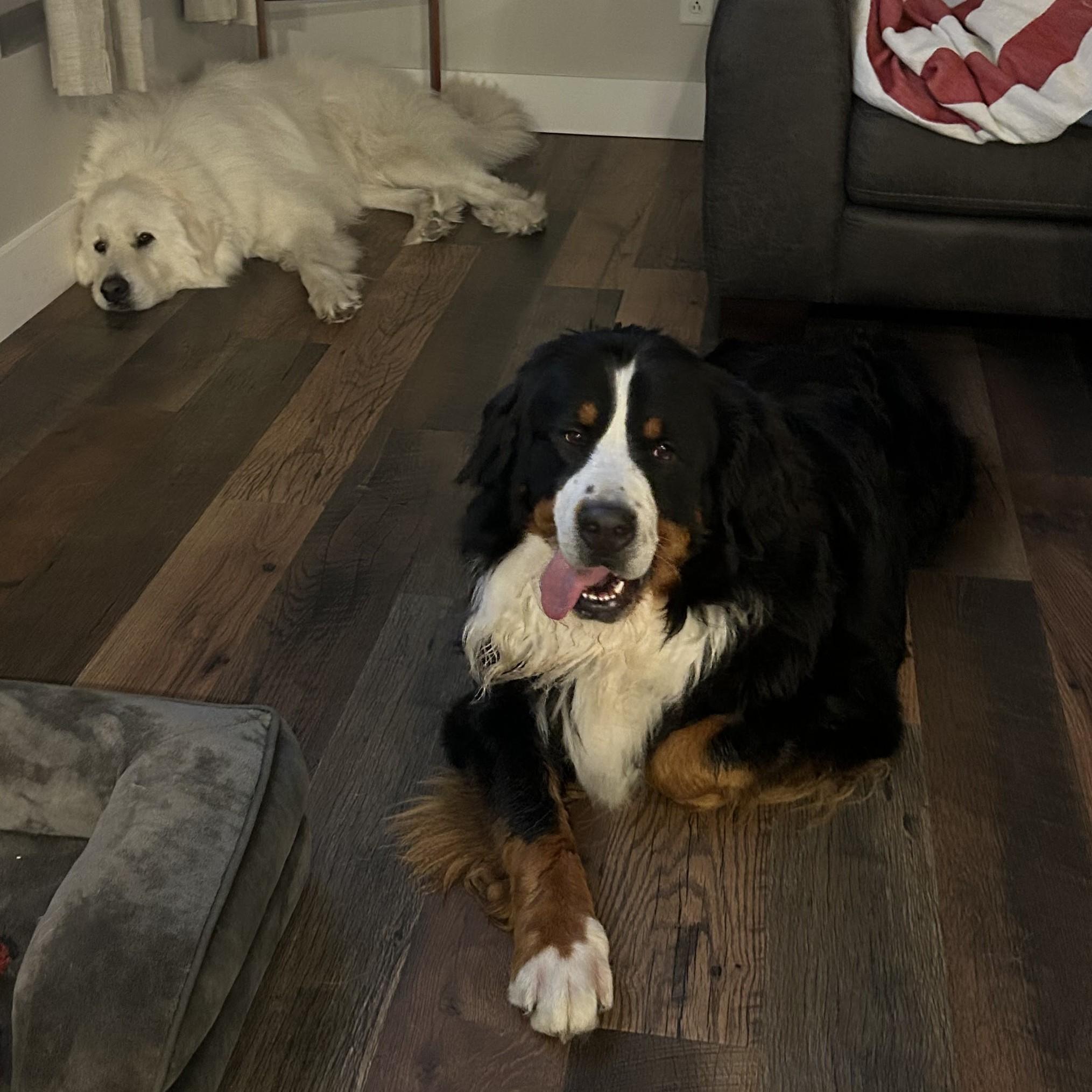 Enlarge Moostifer, an adopted Bernese Mountain Dog in Normal, IL image 4/6