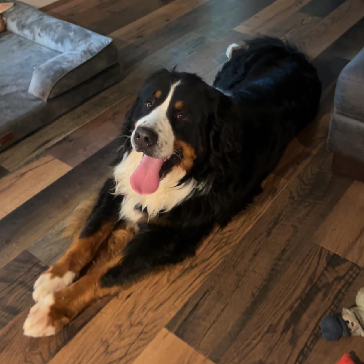 Enlarge Moostifer, an adopted Bernese Mountain Dog in Normal, IL image 6/6