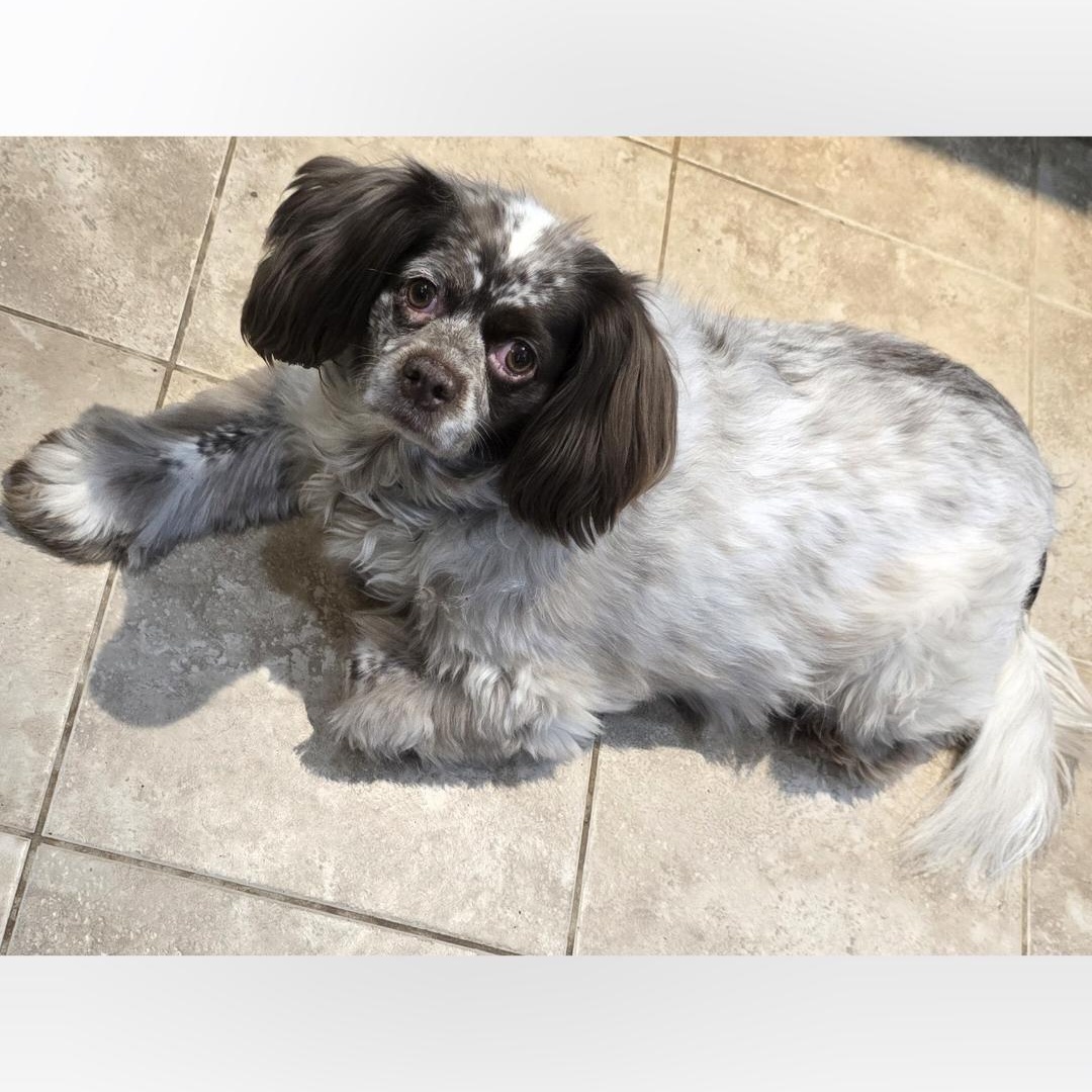 Kobe, a ADOPTABLE mixed breed in Terre Haute, IN image 4/4