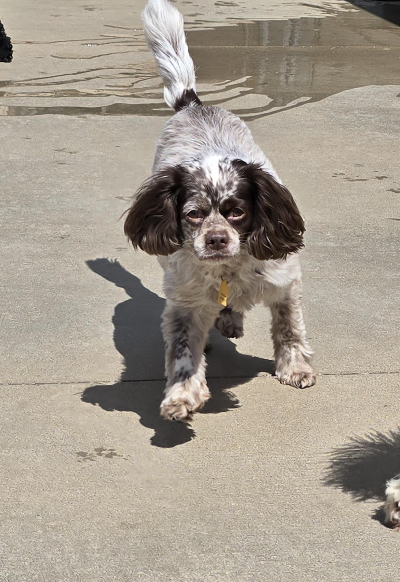 Enlarge Kobe, an adoptable mixed breed in Terre Haute, IN image 5/5