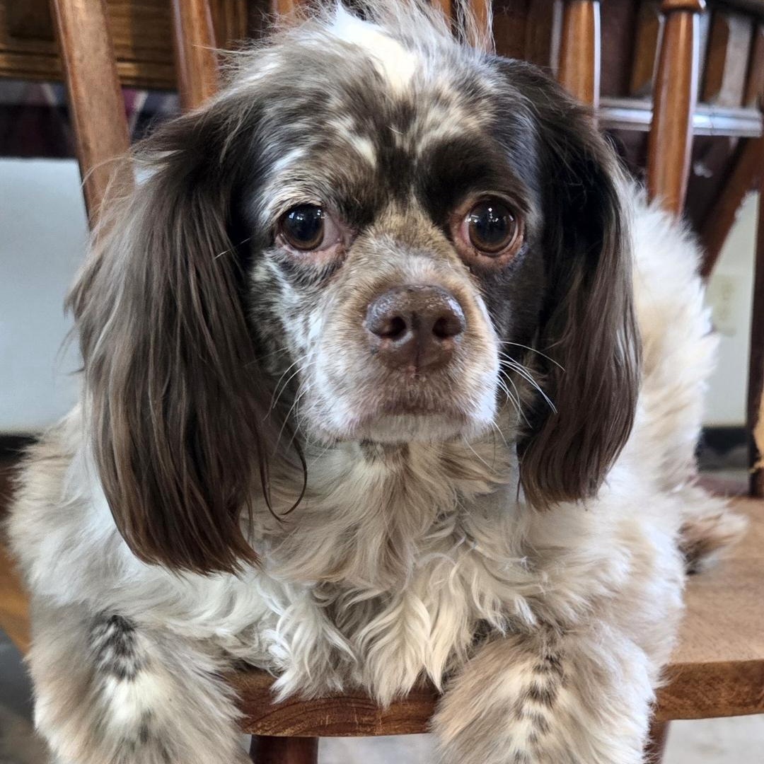 Kobe, ADOPTABLE, Adult Female Cocker Spaniel.