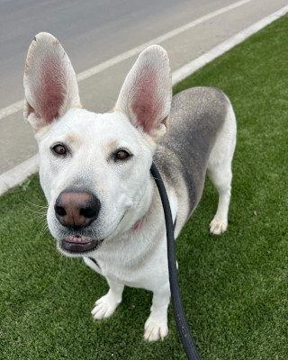Enlarge Ruger, an adoptable mixed breed in Santa Paula, CA image 4/5