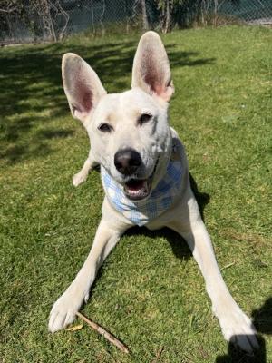 Ruger, adoptable, Adult Male Husky & Shepherd.