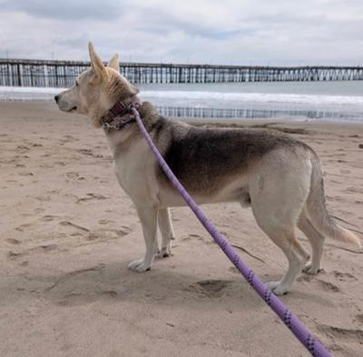 Enlarge Ruger, an adoptable mixed breed in Santa Paula, CA image 2/6