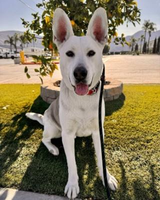 Enlarge Ruger, an adoptable mixed breed in Santa Paula, CA image 2/5