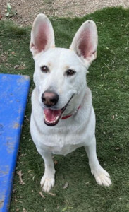 Enlarge Ruger, an adoptable mixed breed in Santa Paula, CA image 5/5