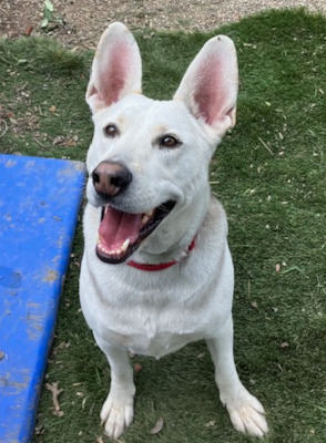 Enlarge Ruger, an adoptable mixed breed in Santa Paula, CA image 3/5