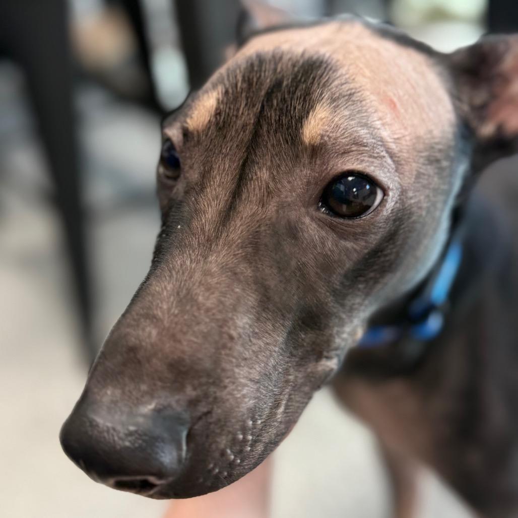 Chupy, an adopted mixed breed in Monticello, IA image 1/6