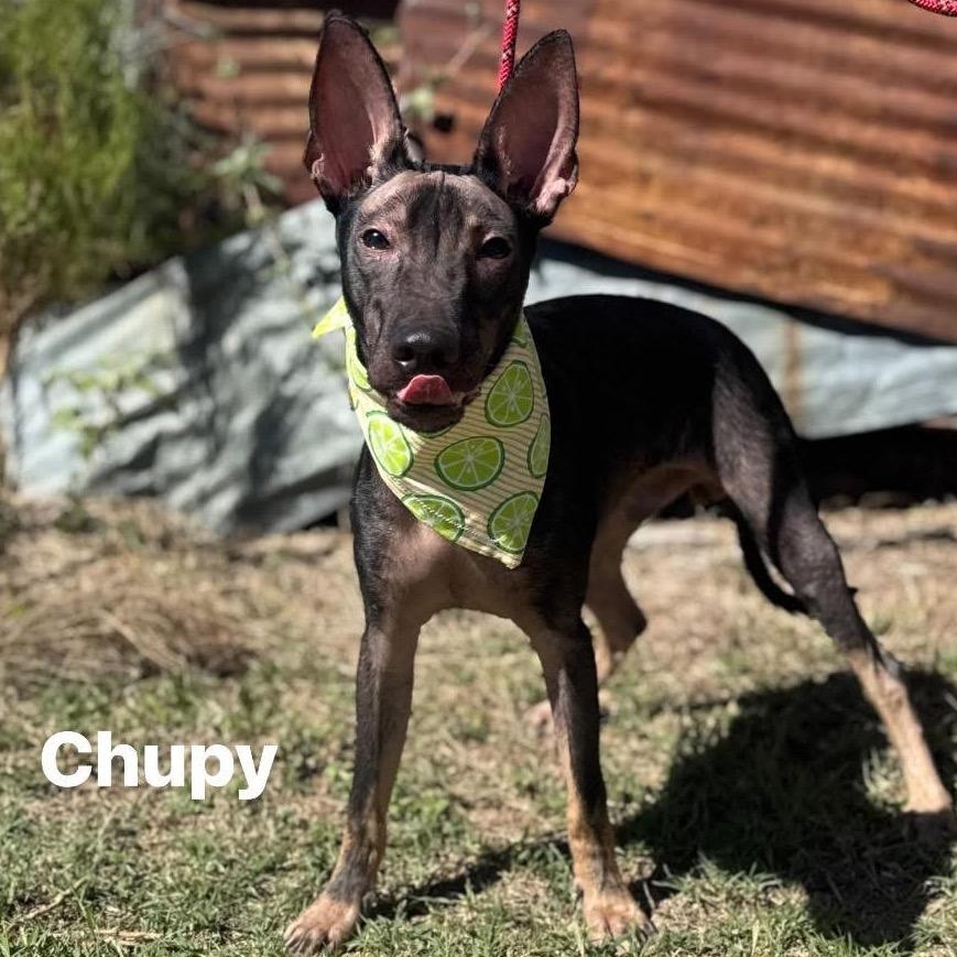 Chupy, an adopted mixed breed in Monticello, IA image 2/6