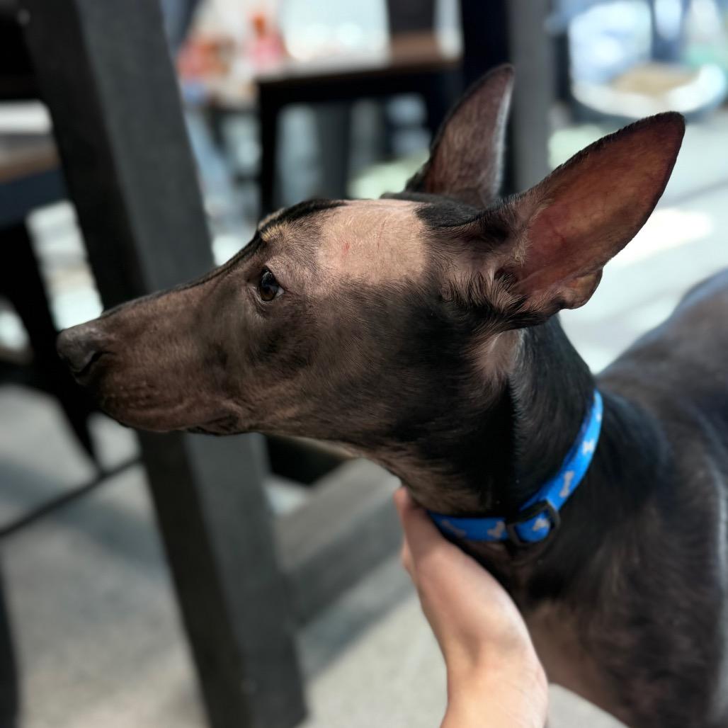 Chupy, an adopted mixed breed in Monticello, IA image 3/6