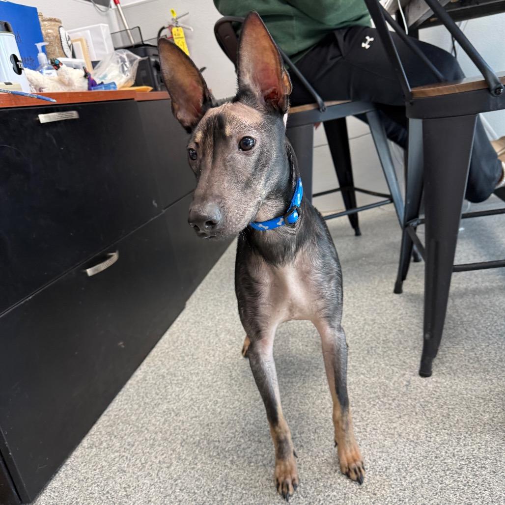 Chupy, an adopted mixed breed in Monticello, IA image 4/6