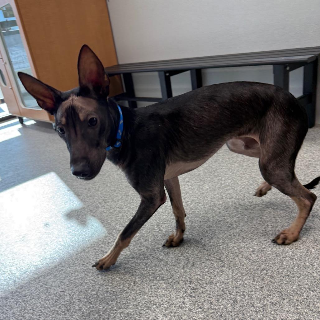 Chupy, an adopted mixed breed in Monticello, IA image 5/6