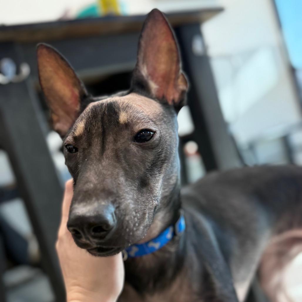 Chupy, an adopted mixed breed in Monticello, IA image 6/6