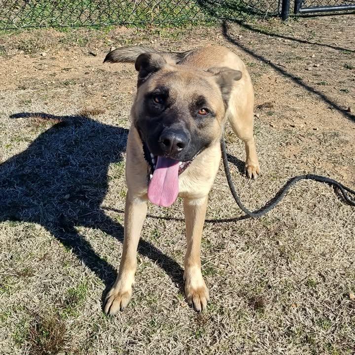 Enlarge Ernesto, a Adoptable Shepherd in Springdale, AR image 2/6