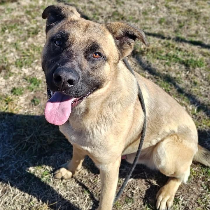 Enlarge Ernesto, a Adoptable Shepherd in Springdale, AR image 3/6