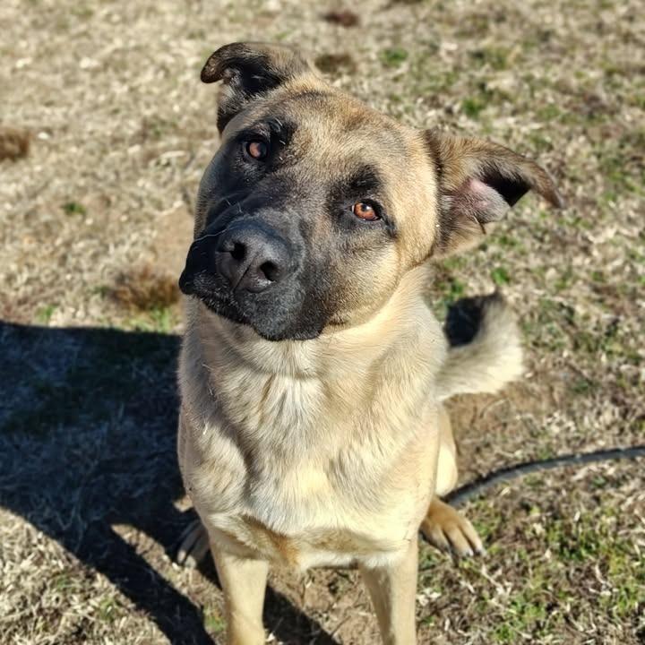 Enlarge Ernesto, a Adoptable Shepherd in Springdale, AR image 4/6