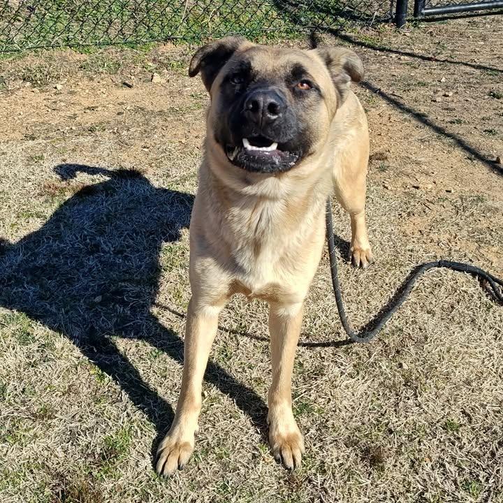 Enlarge Ernesto, a Adoptable Shepherd in Springdale, AR image 5/6