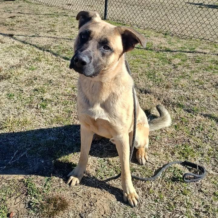 Enlarge Ernesto, a Adoptable Shepherd in Springdale, AR image 6/6