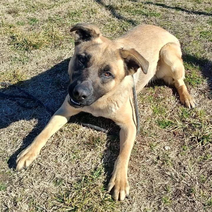 Enlarge Ernesto, a Adoptable Shepherd in Springdale, AR image 6/6