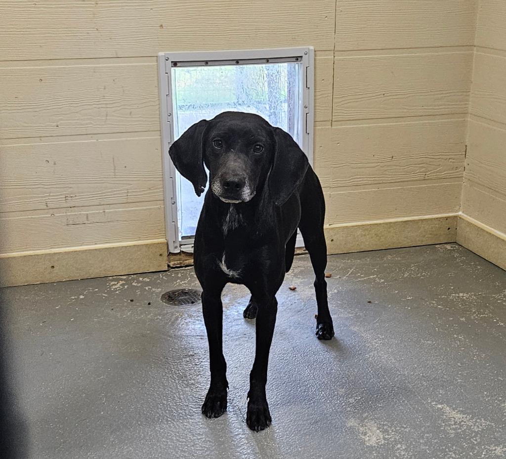 Enlarge Jubilee, a Adoptable Terrier in Ruston, LA image 1/4