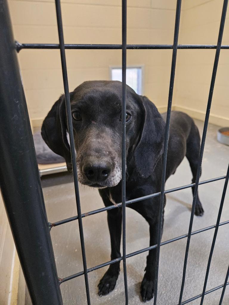 Enlarge Jubilee, a Adoptable Terrier in Ruston, LA image 2/4