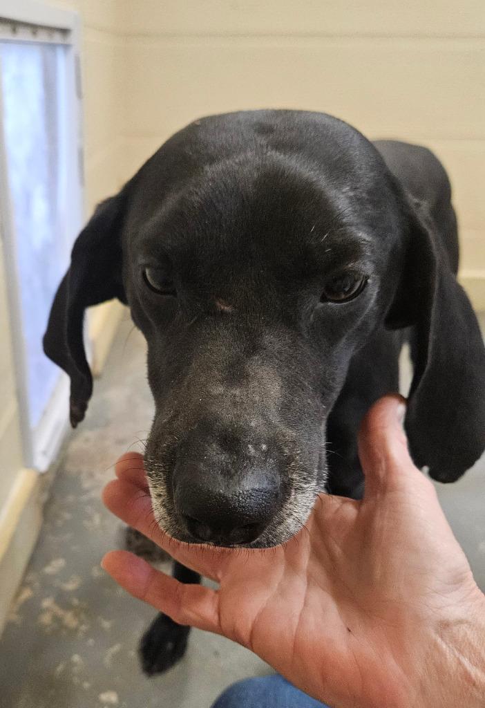 Jubilee, a Adoptable Terrier in Ruston, LA image 3/4