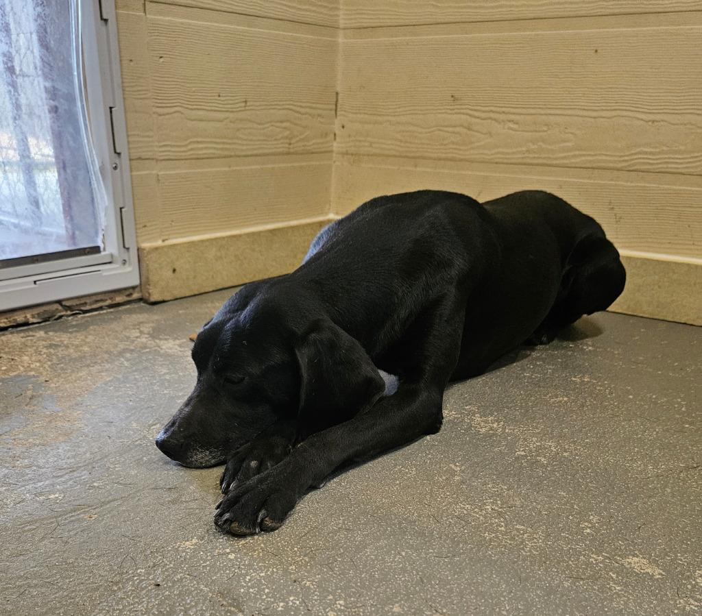 Enlarge Jubilee, a Adoptable Terrier in Ruston, LA image 4/4