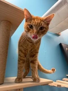 MARTY, ADOPTABLE, Young Male Domestic Short Hair.