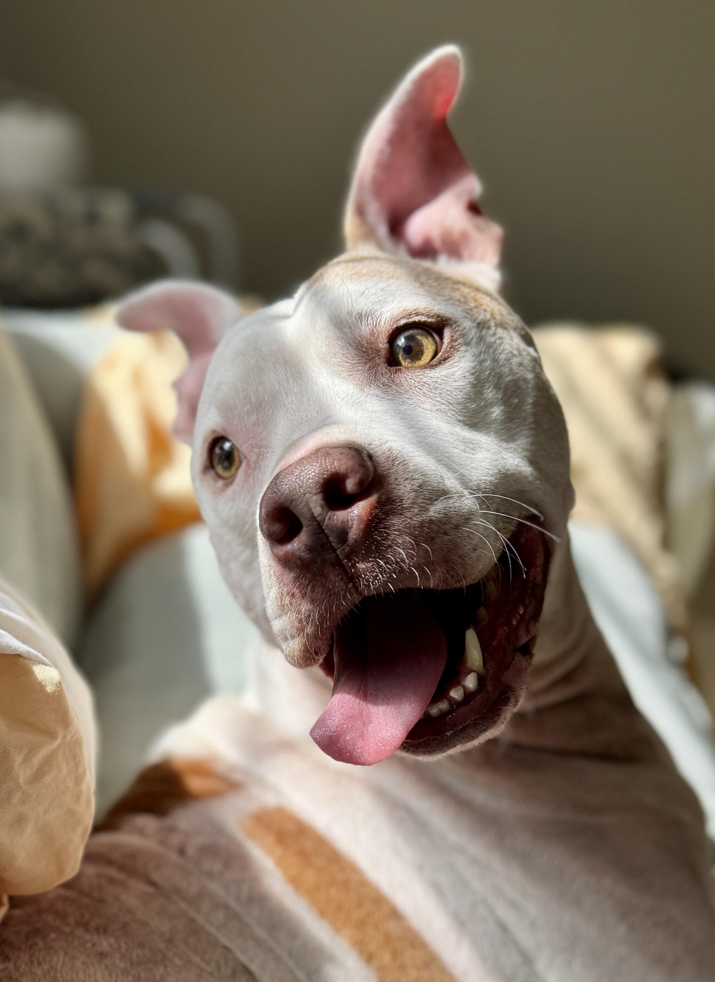 Marley, a ADOPTABLE mixed breed in Boca Raton, FL image 1/6