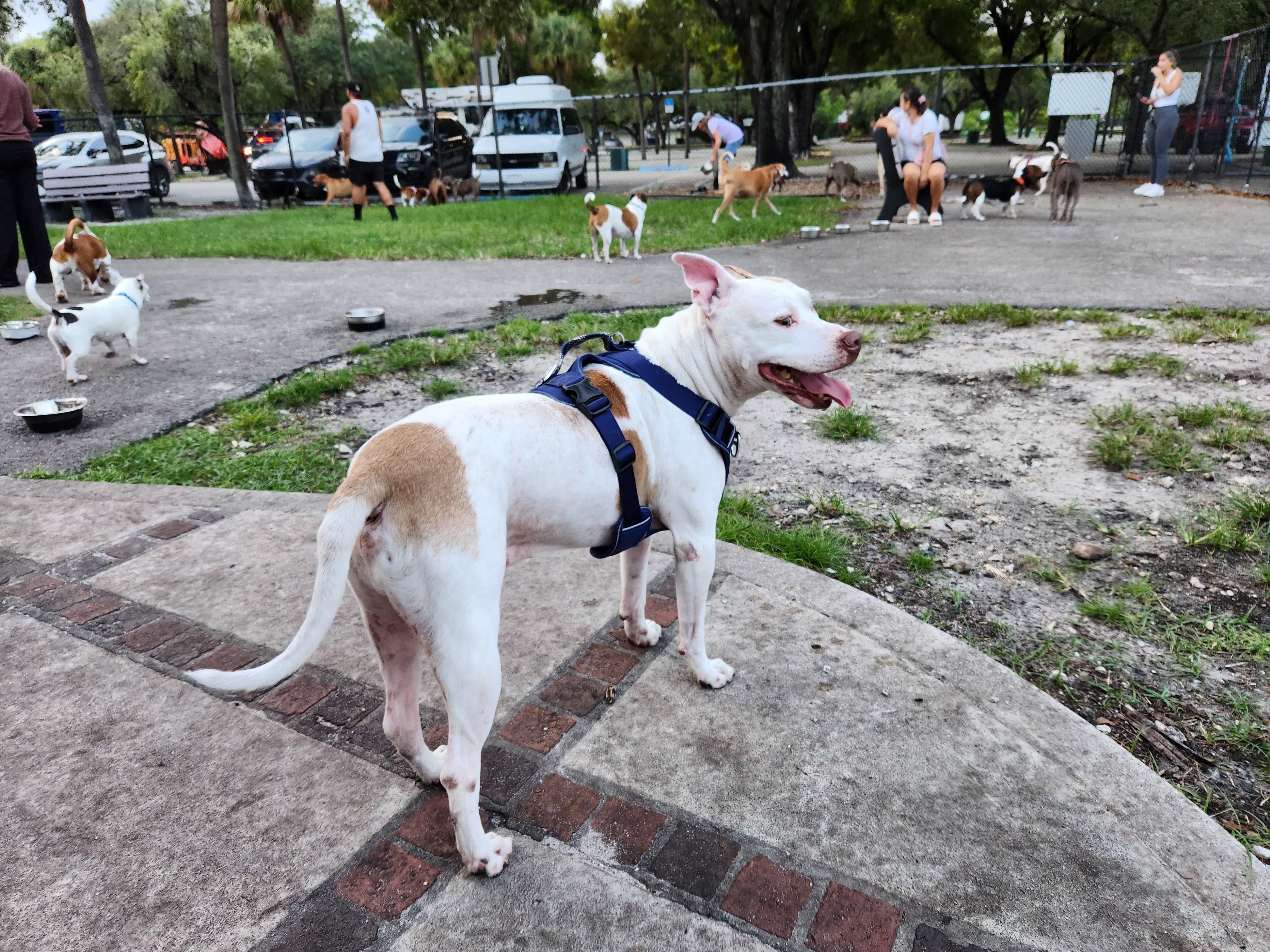 Marley, a ADOPTABLE mixed breed in Boca Raton, FL image 5/6