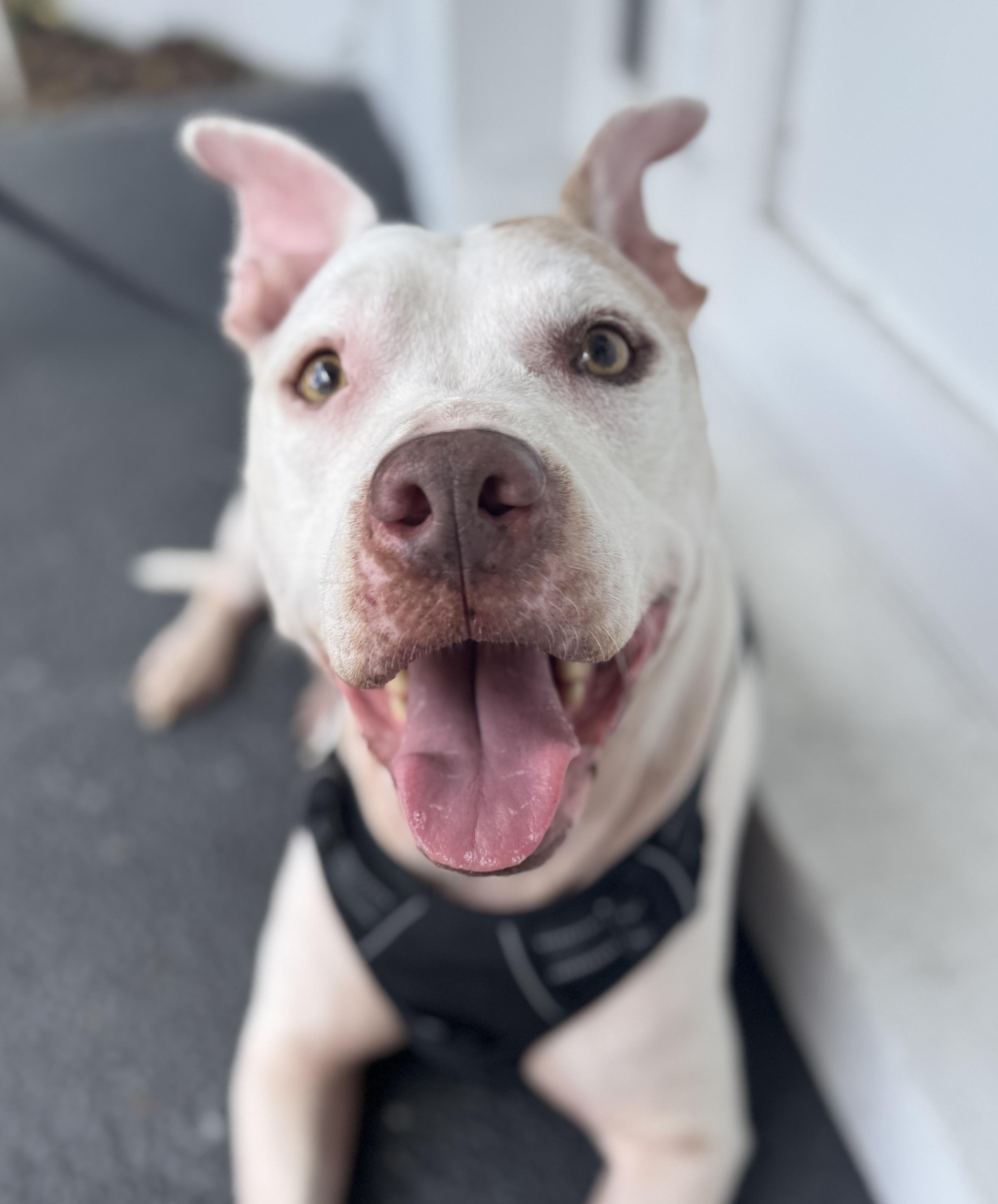 Marley, a ADOPTABLE mixed breed in Boca Raton, FL image 2/6