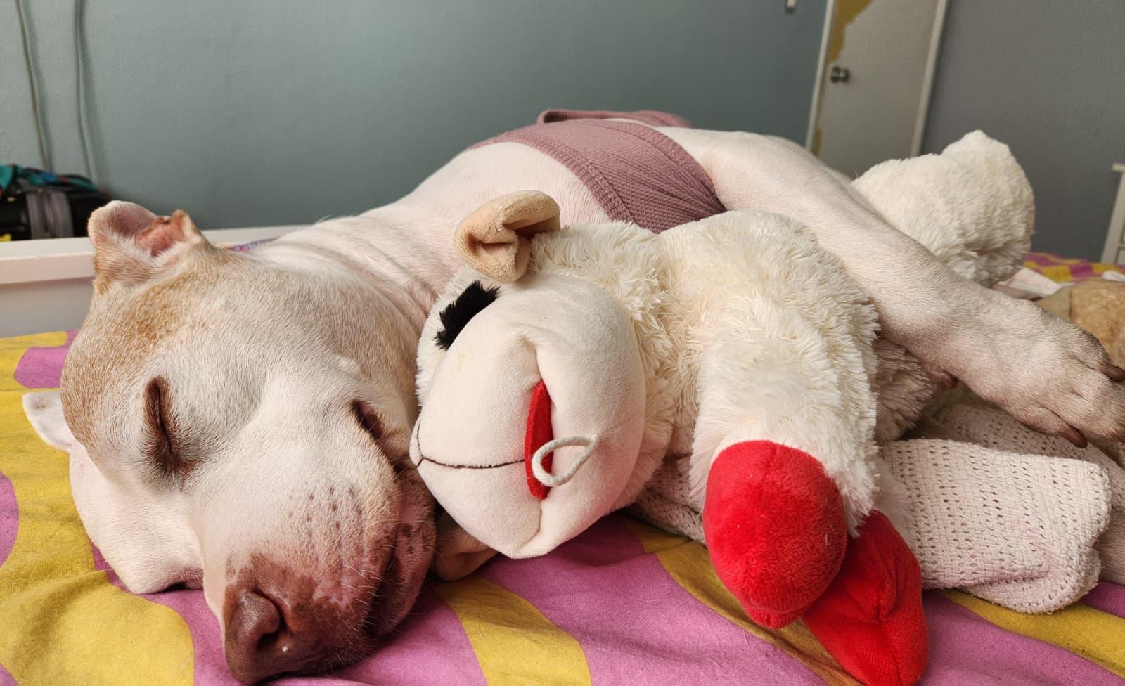 Marley, a ADOPTABLE mixed breed in Boca Raton, FL image 4/6