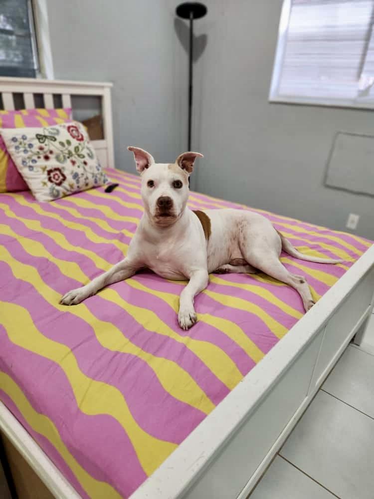 Marley, a ADOPTABLE mixed breed in Boca Raton, FL image 3/6