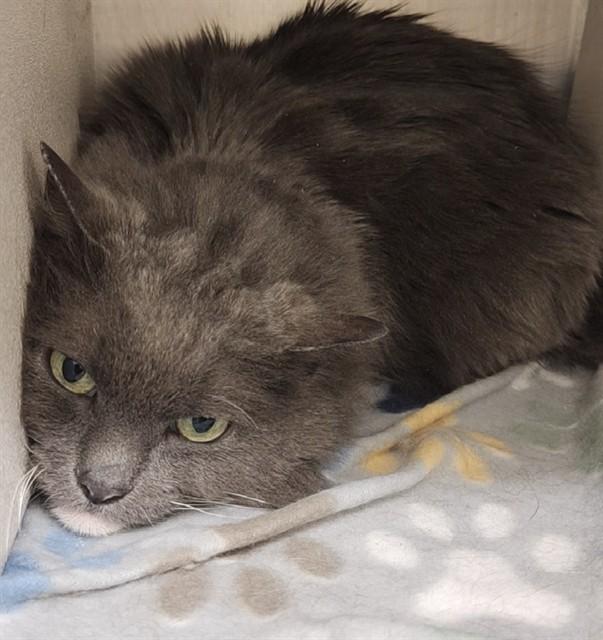 KELLY, Adoptable, Adult Female Domestic Long Hair & Domestic Short Hair.