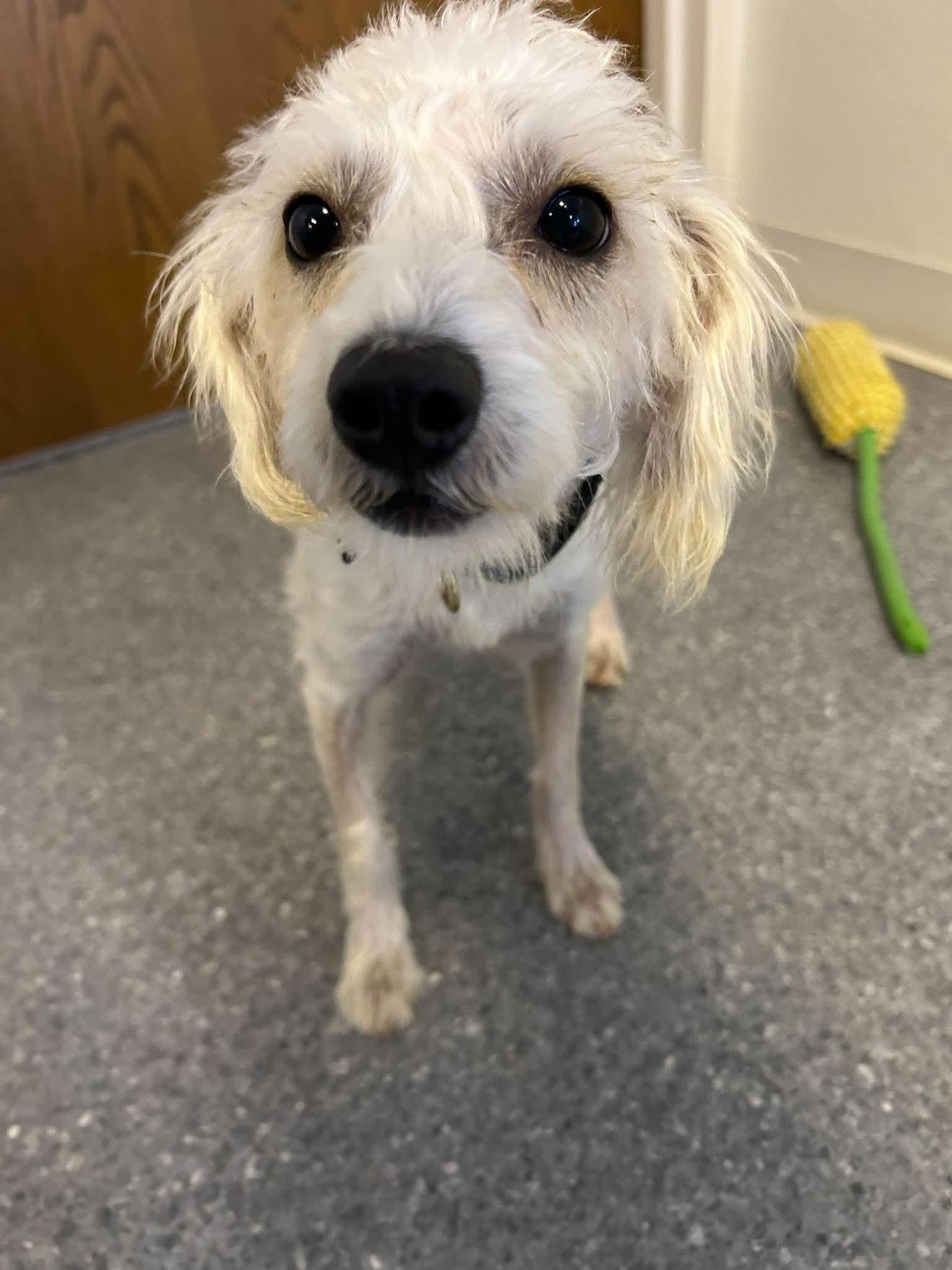 Pop, Adoptable, Young Female Schnauzer & Poodle.