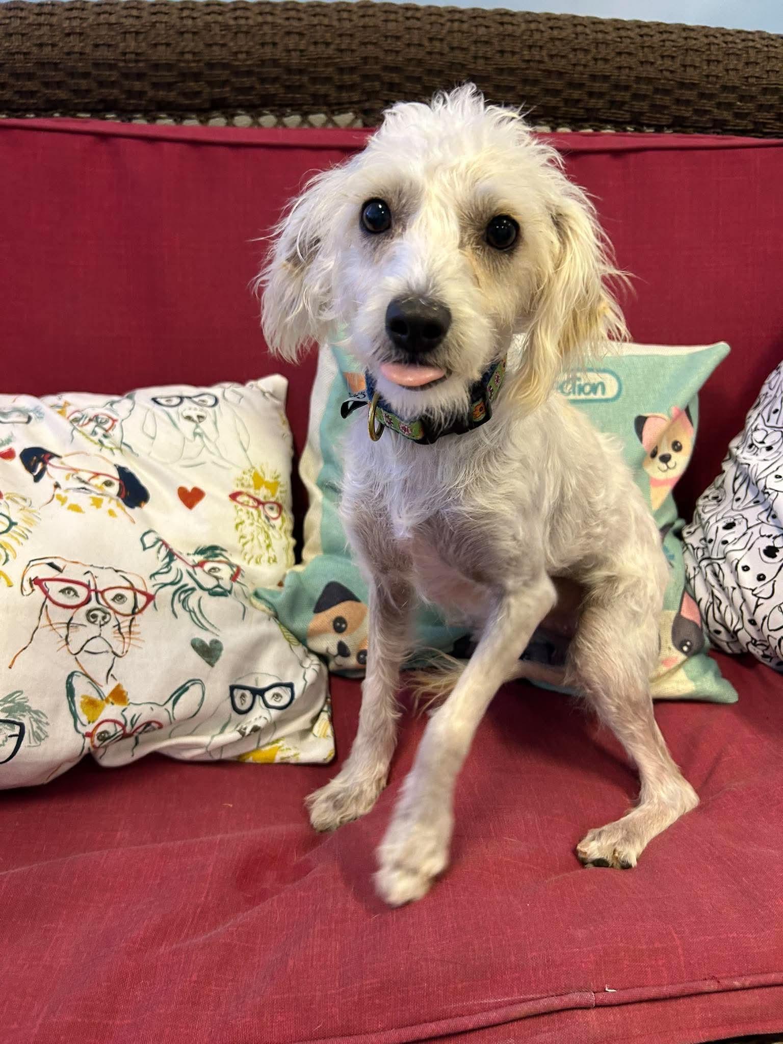 Enlarge Pop, a Adoptable mixed breed in Steeleville, IL image 3/3