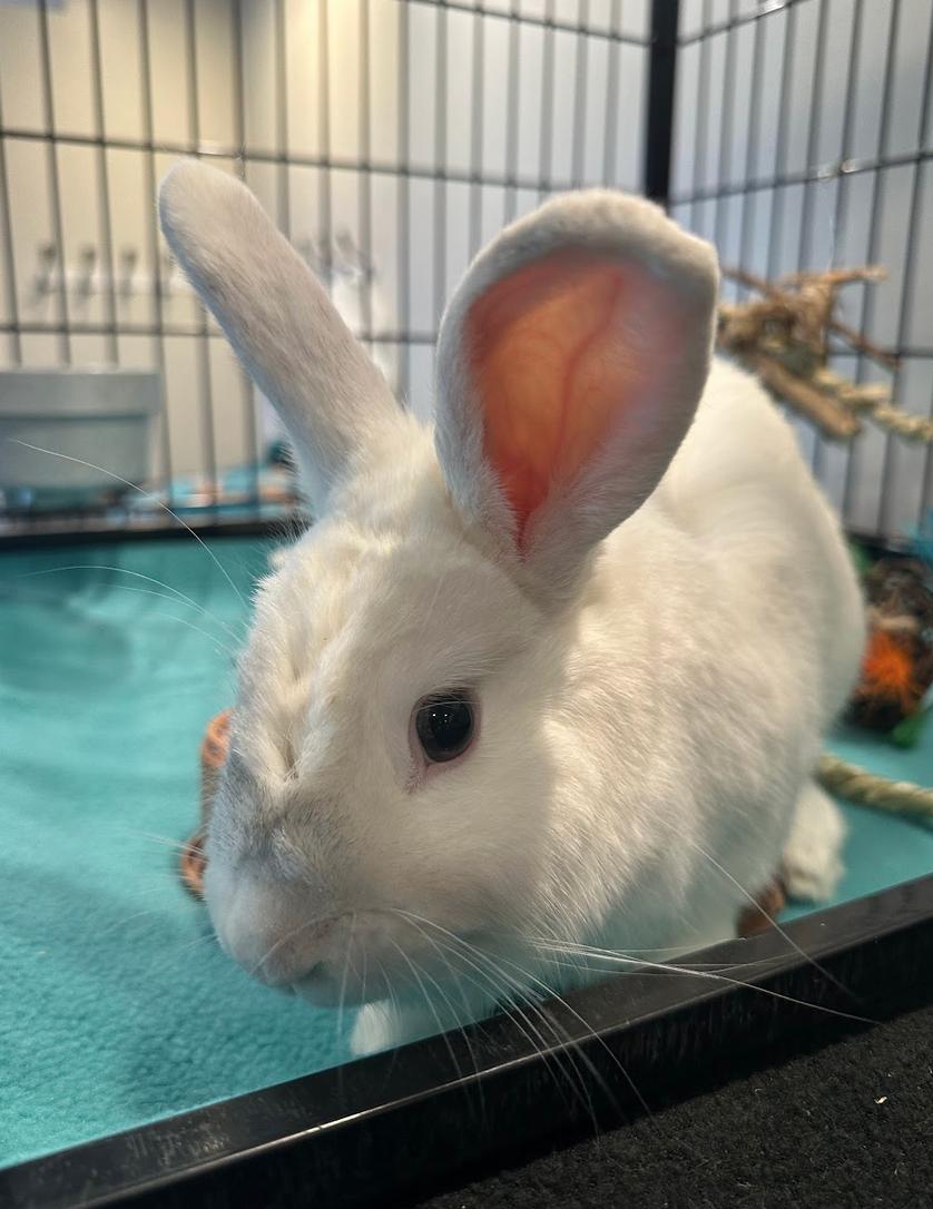 Cloudberry, a ADOPTABLE Florida White in Philadelphia, PA image 2/2