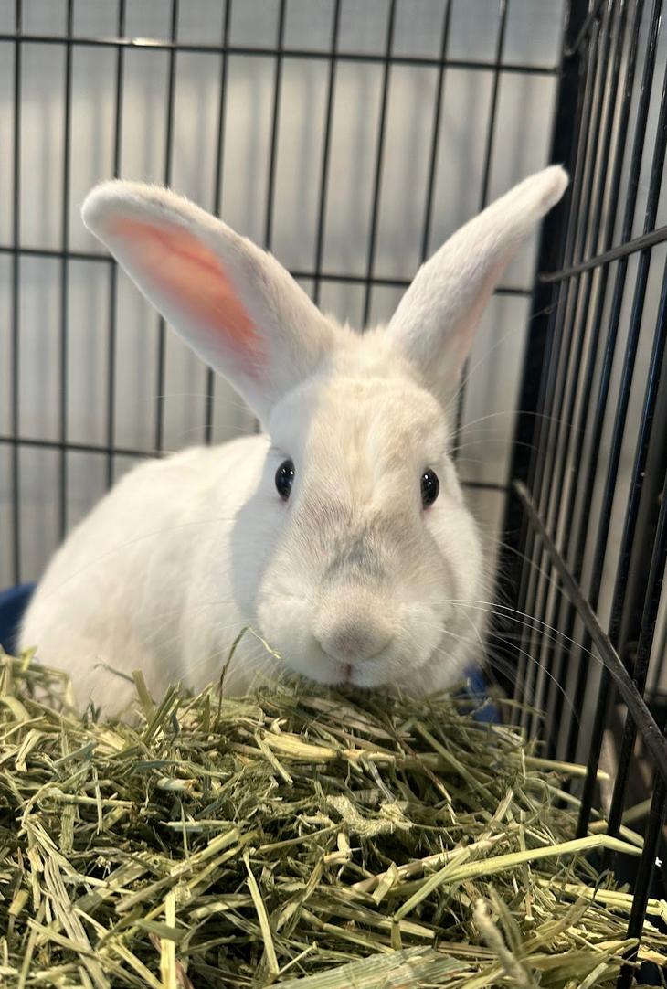 Cloudberry, ADOPTABLE, Young Male Florida White.