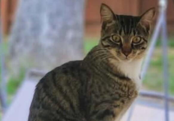 Enlarge Binx Frank., a Adoptable Domestic Short Hair in MOUNT AIRY, NC image 1/1