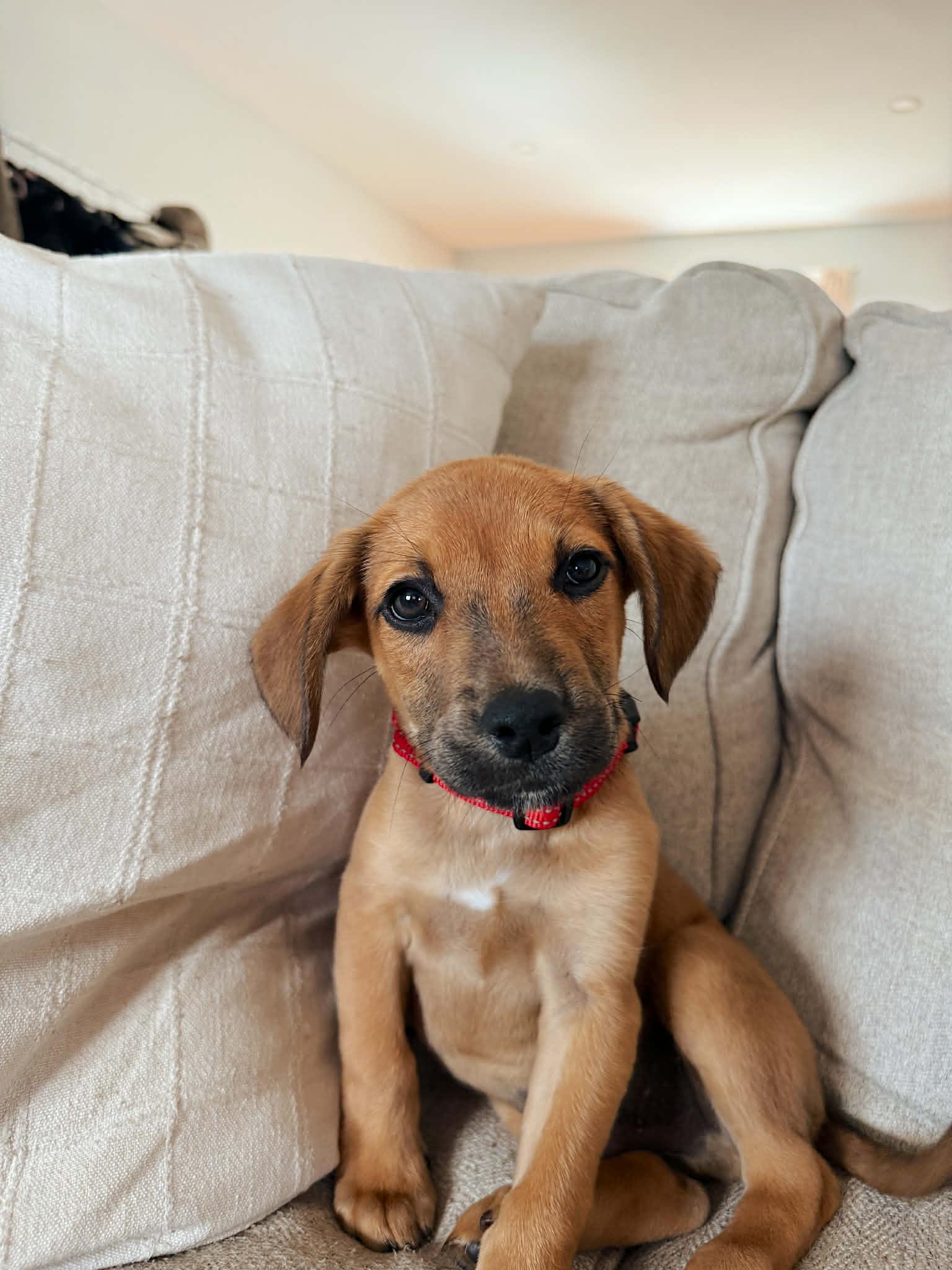 Ronan, ADOPTABLE, Puppy Male Golden Retriever.