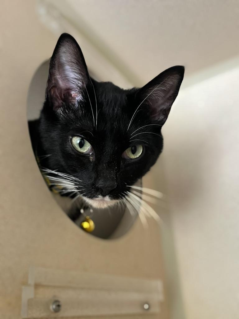 Sunny, Adoptable, Adult Male Domestic Short Hair.