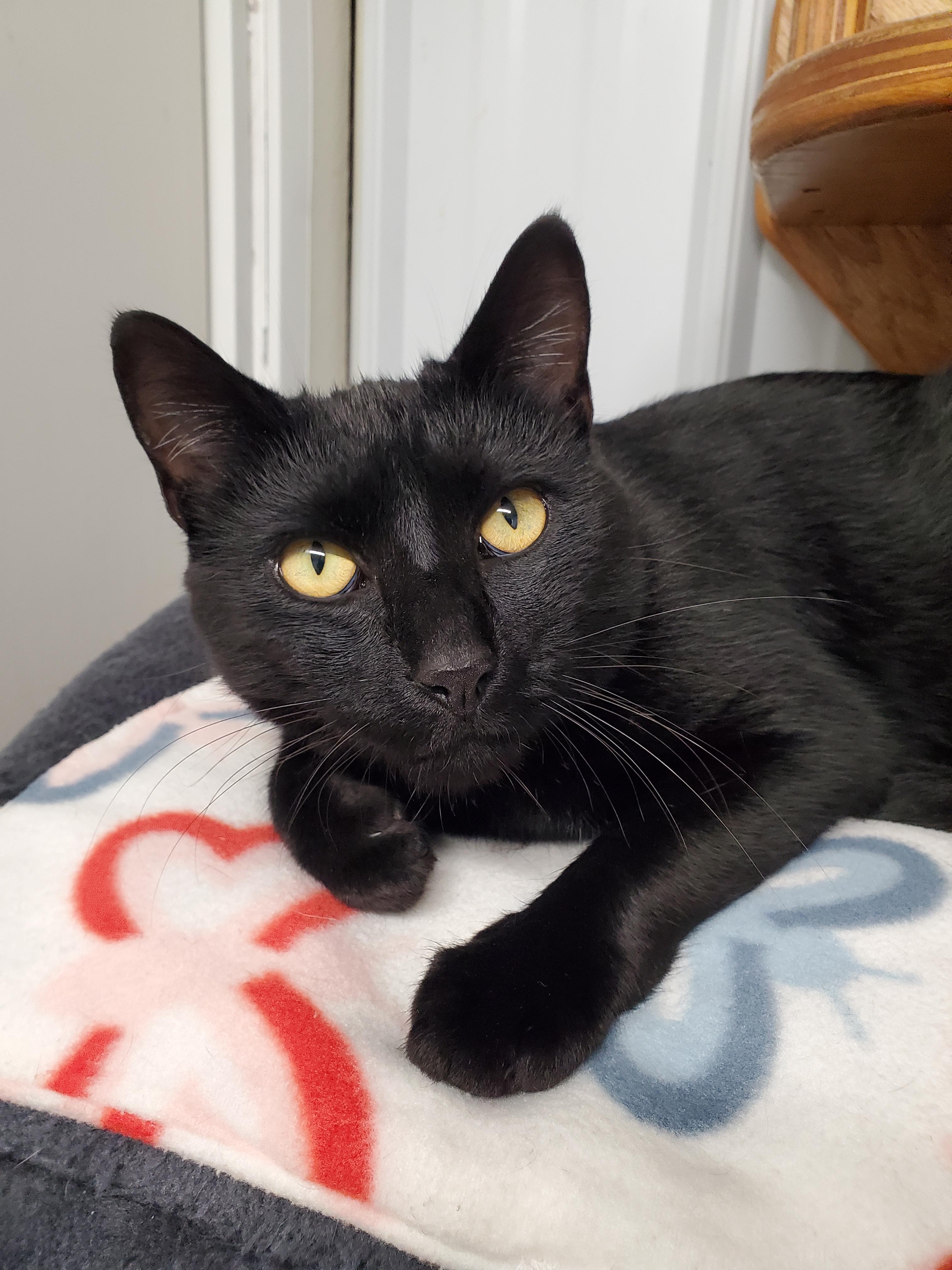 Enlarge Maggie, a Adoptable Domestic Short Hair in Marseilles, IL image 1/2